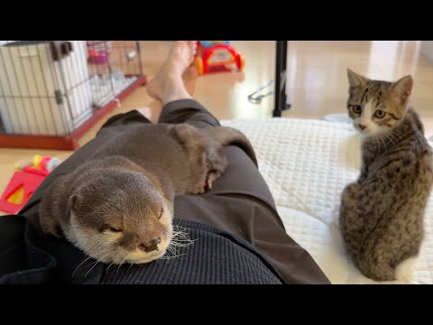 カワウソの隣に来て寝始めた子猫 A kitten that came and started sleeping next to the otter.(YouTube)