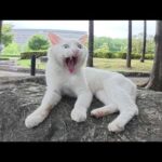 青い瞳の白猫ちゃんをモフったら岩の上で丸くなった(YouTube)