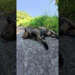 サビ猫が人間にモフられてコテンと寝転がる #猫 #ねこ #cat(YouTube)