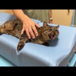 イジメられて怪我してた野良猫を初めて病院に連れて行ったら恐怖でお漏らししちゃいました…(YouTube)