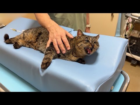 イジメられて怪我してた野良猫を初めて病院に連れて行ったら恐怖でお漏らししちゃいました…(YouTube)