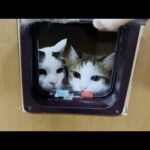 リビングから出ると皆がついて来て「落ち着かへん」とブチギレる猫(YouTube)
