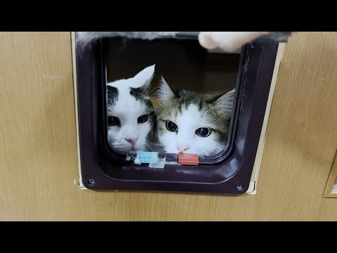 リビングから出ると皆がついて来て「落ち着かへん」とブチギレる猫(YouTube)