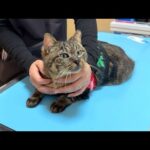 イジメられて怪我してた猫の手術と里親探しについて。(YouTube)