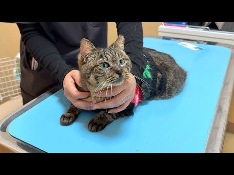 イジメられて怪我してた猫の手術と里親探しについて。(YouTube)