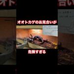 オオトカゲのお見合いが危険すぎる(YouTube)