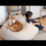 柴犬と暮らす1歳娘の幸せな空間(YouTube)