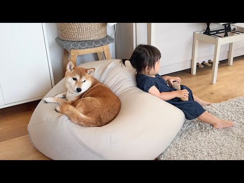柴犬と暮らす1歳娘の幸せな空間(YouTube)