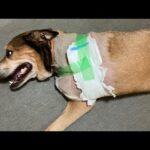 【骨肉腫と戦う保護犬】お礼と現状報告(YouTube)
