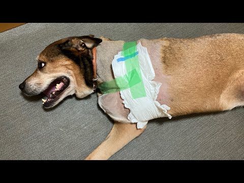 【骨肉腫と戦う保護犬】お礼と現状報告(YouTube)