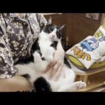 保護してから8年、やっと抱っこしてもOKになった猫(YouTube)