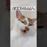 しっかりお返事猫になったトロしゃん #shorts(YouTube)