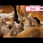 みんにゃで朝ご飯！  早くしてにゃ～～  泥の中からレスキューされたモグ  明日はいよいよTV出演です   2025 08 12 1(YouTube)