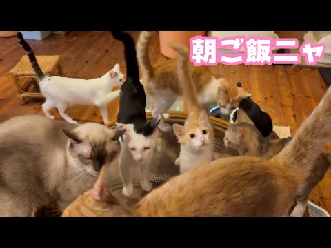 みんにゃで朝ご飯！  早くしてにゃ～～  泥の中からレスキューされたモグ  明日はいよいよTV出演です   2025 08 12 1(YouTube)