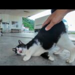 漁港のハチワレ猫ちゃん、腰トントンでゴロンゴロン大喜び🐾💖(YouTube)