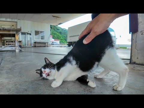 漁港のハチワレ猫ちゃん、腰トントンでゴロンゴロン大喜び🐾💖(YouTube)