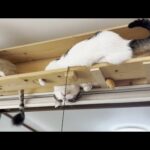 久々にキャットタワーでハッスルしたら落ちそうで危なっかしい猫(YouTube)