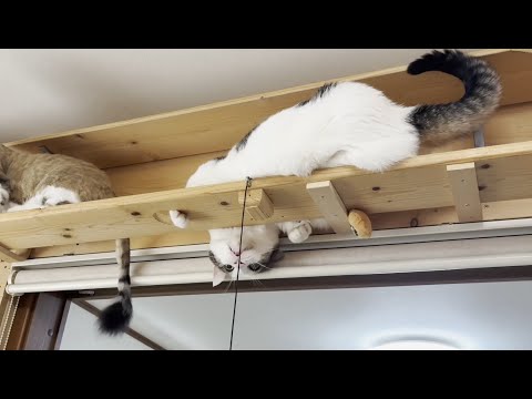 久々にキャットタワーでハッスルしたら落ちそうで危なっかしい猫(YouTube)