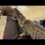 子猫に警戒されなくなってきたカワウソ kitten no longer alarmed by otter(YouTube)