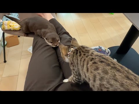 子猫に警戒されなくなってきたカワウソ kitten no longer alarmed by otter(YouTube)