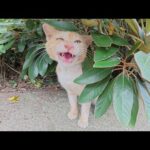 クリーム猫ちゃんがメチャクチャ大きな声で何かを訴えてきた(YouTube)