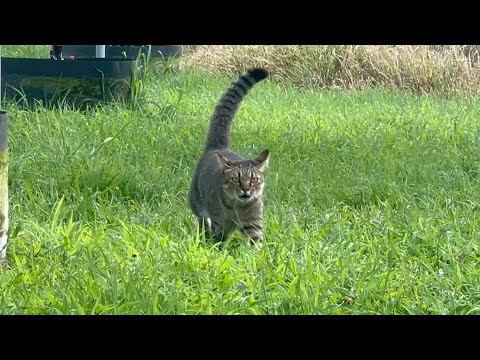 モッちゃんがいない間にやられたよ・・(YouTube)