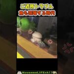 魚って喧嘩するんだ…😂2対2のタッグバトル【おもしろ動物】 #funny(YouTube)