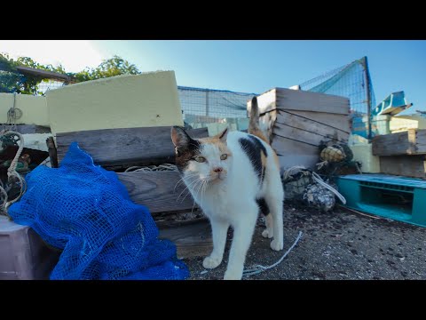 漁港のハートマークの三毛猫、髭のハチワレ猫に追い払われる悲しい結末…(YouTube)