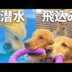 初プールの甥っ子に飛込みと潜水を叩きこむ愛犬がスパルタすぎるww(YouTube)