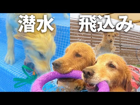 初プールの甥っ子に飛込みと潜水を叩きこむ愛犬がスパルタすぎるww(YouTube)
