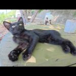島の猫軍団に新加入した黒子猫ちゃんが可愛すぎる！(YouTube)