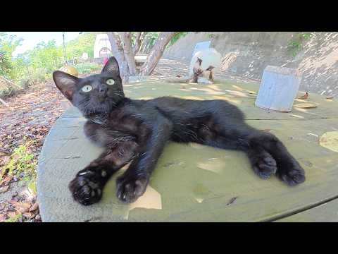 島の猫軍団に新加入した黒子猫ちゃんが可愛すぎる！(YouTube)