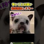 可愛すぎる最弱覆面レスラー犬😂【覆面犬】 #犬(YouTube)