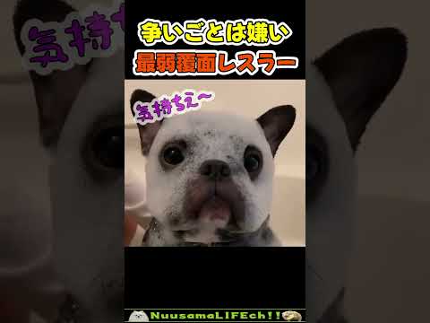 可愛すぎる最弱覆面レスラー犬😂【覆面犬】 #犬(YouTube)
