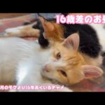 0歳4ヶ月の子猫と16歳4ヶ月のおばぁ猫  仲良くお昼寝    2025 08 16 2(YouTube)