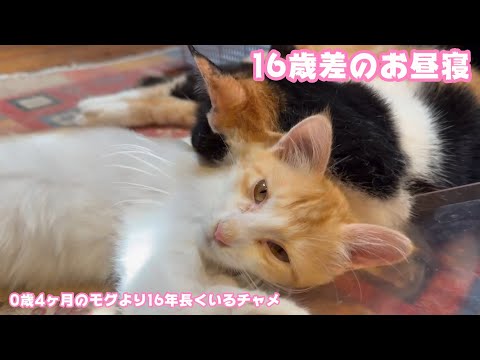 0歳4ヶ月の子猫と16歳4ヶ月のおばぁ猫  仲良くお昼寝    2025 08 16 2(YouTube)