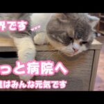 もう限界ですwww  やっと病院へ  猫達はみんな元気です   2025 08 29 2(YouTube)