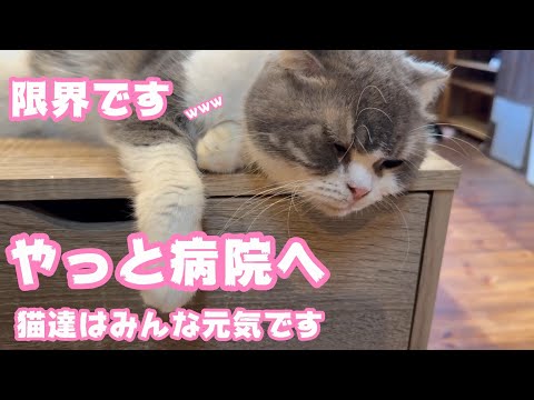 もう限界ですwww  やっと病院へ  猫達はみんな元気です   2025 08 29 2(YouTube)
