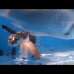 大きめフナと泳ぎバトルで白熱するカワウソ！！ An otter gets into a heated swimming battle with a large crucian carp!(YouTube)