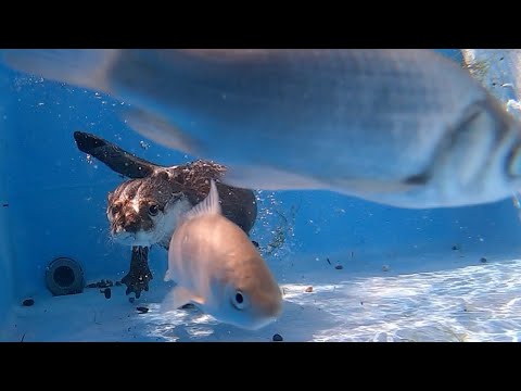 大きめフナと泳ぎバトルで白熱するカワウソ！！ An otter gets into a heated swimming battle with a large crucian carp!(YouTube)