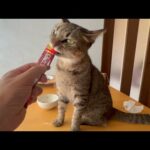 猛暑でもひとり使命感を忘れない猫(YouTube)