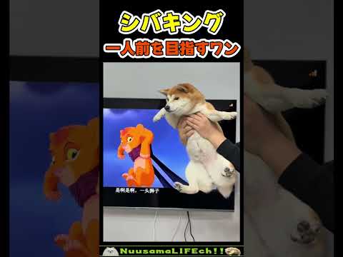 ややぽちゃシバキングを目指す😂【柴犬】 #犬(YouTube)