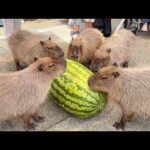 【ジャンボスイカタイム】超巨大スイカに群がって食べまくるカピバラたちの様子をご覧ください(YouTube)