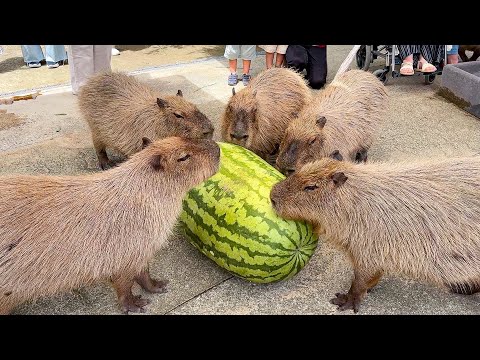 【ジャンボスイカタイム】超巨大スイカに群がって食べまくるカピバラたちの様子をご覧ください(YouTube)