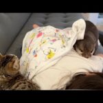 カワウソ、猫、子猫、ワラビーの小ネタ集！ A collection of short movies featuring otters, cats, kittens, and wallabies!(YouTube)