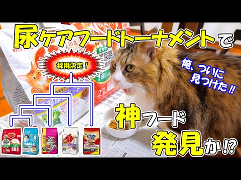 わが家の新たな猫用尿ケアフードの最終選考でトーナメントを開催したらまさかの大番狂わせで密かに隠れていた神フード⁉が明らかに🍚🐈今一番注目しているその銘柄は‥(YouTube)