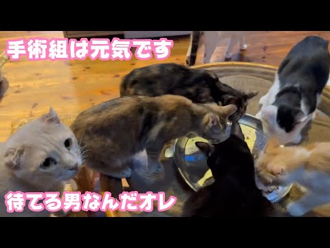 避妊手術コンビは元気ですよ～  泥の中からレスキューされたモグと奥武島で遺棄されたララ   2025 08 28 1(YouTube)