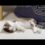 クタクタの猫の縫いぐるみの一日に密着してみました(YouTube)