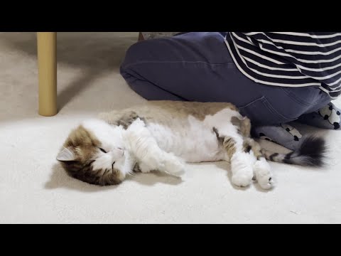 クタクタの猫の縫いぐるみの一日に密着してみました(YouTube)