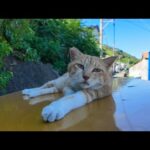 昼寝中の猫、ちゅーるの匂いで目覚める瞬間が可愛すぎた(YouTube)